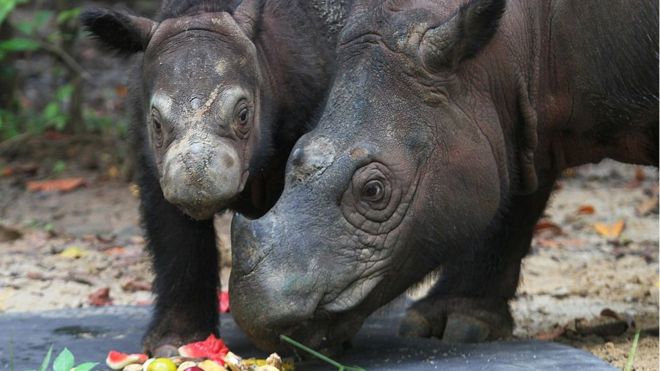 Malaysia's last known Sumatran rhino dies - Arm The Animals Clothing LLC