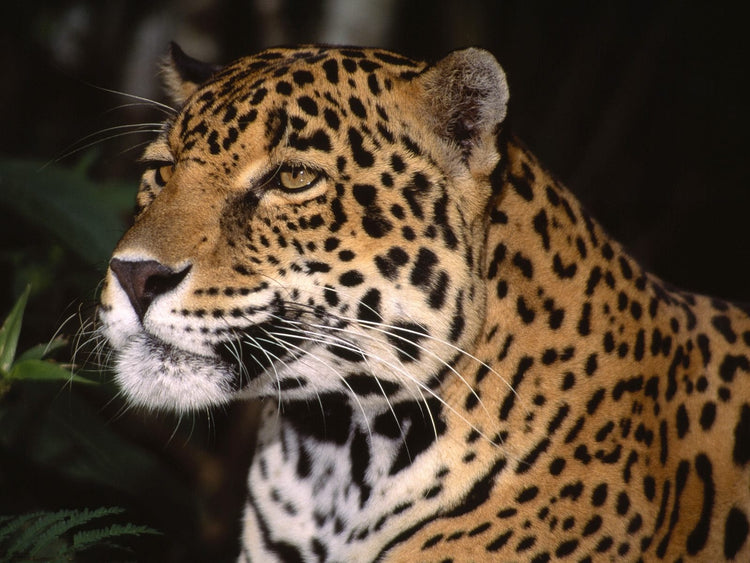 Male jaguar rivals pair up for years in unexpected bromances - Arm The Animals Clothing LLC