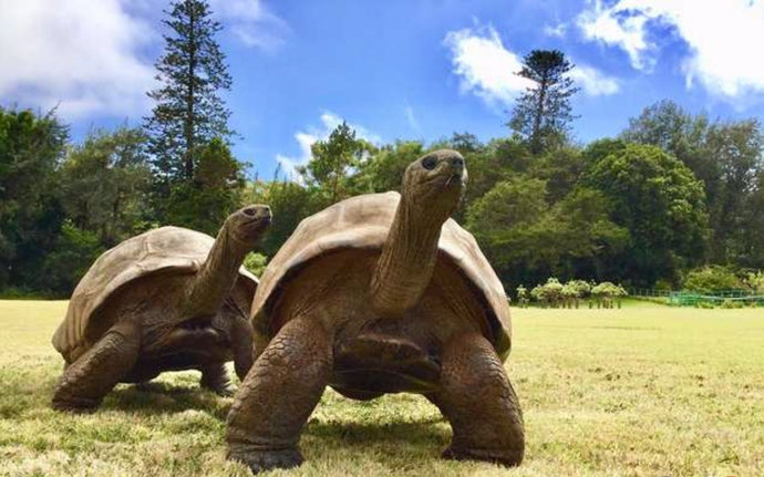 Meet Jonathan, The Oldest-Known Animal In The World