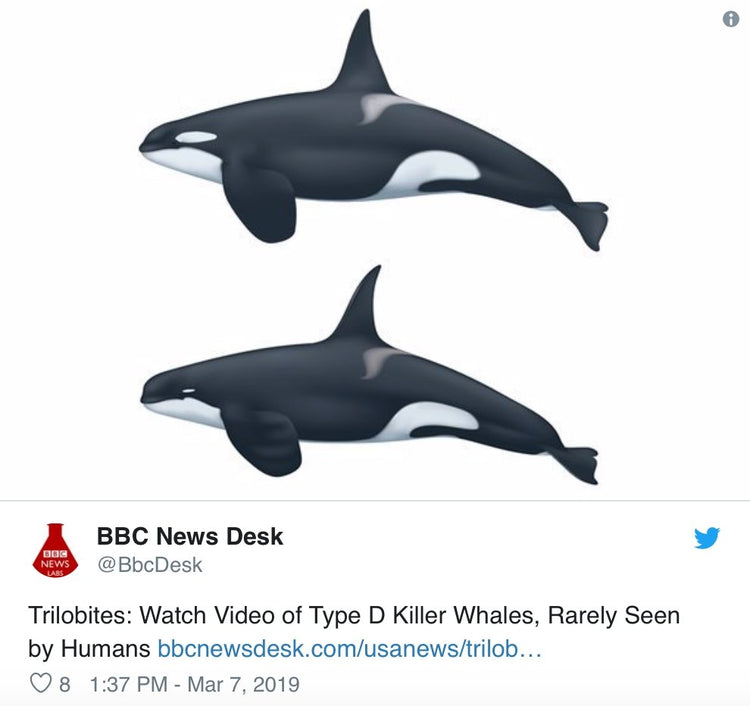 Mysterious New Orca Was Just Found Hiding In Treacherous Waters - Arm The Animals Clothing LLC