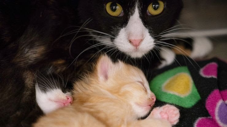 Newest Shortage in New York: The City Is Running Out of Dogs to Foster - Arm The Animals Clothing LLC