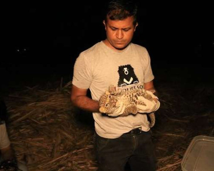 Nice Guys Comfort Lost Little Leopard Found Crying In Sugarcane Field
