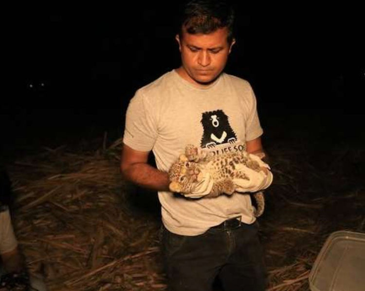 Nice Guys Comfort Lost Little Leopard Found Crying In Sugarcane Field - Arm The Animals Clothing LLC