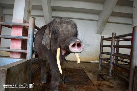 Nightmare Zoo Keeps Thousands Of Animals In Tiny Dark Cages - Arm The Animals Clothing LLC