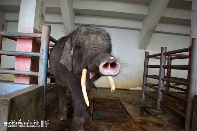 Nightmare Zoo Keeps Thousands Of Animals In Tiny Dark Cages - Arm The Animals Clothing LLC