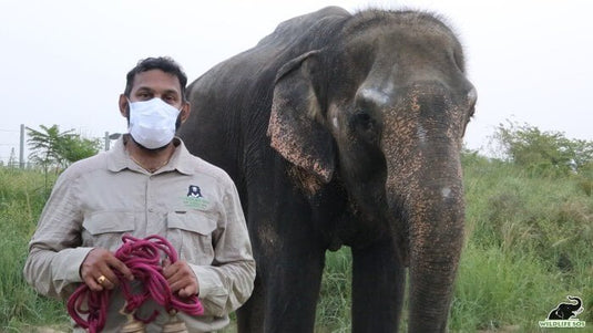 Nina’s Bell Removal At The Wildlife SOS Elephant Hospital - Arm The Animals Clothing LLC