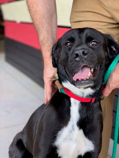 No One Wanted This Sweet Shelter Dog Just Because Of His Crooked Face - Arm The Animals Clothing LLC