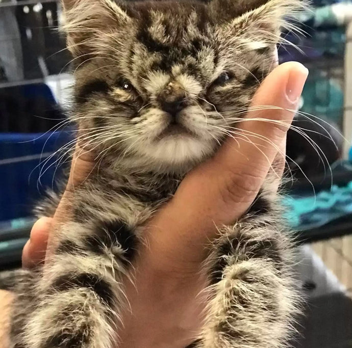 No One Wants To Adopt This Adorable Kitten With The Squishy Face