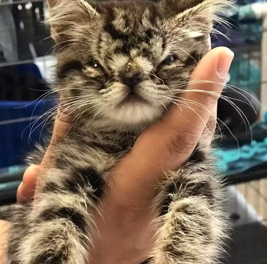 No One Wants To Adopt This Adorable Kitten With The Squishy Face - Arm The Animals Clothing LLC