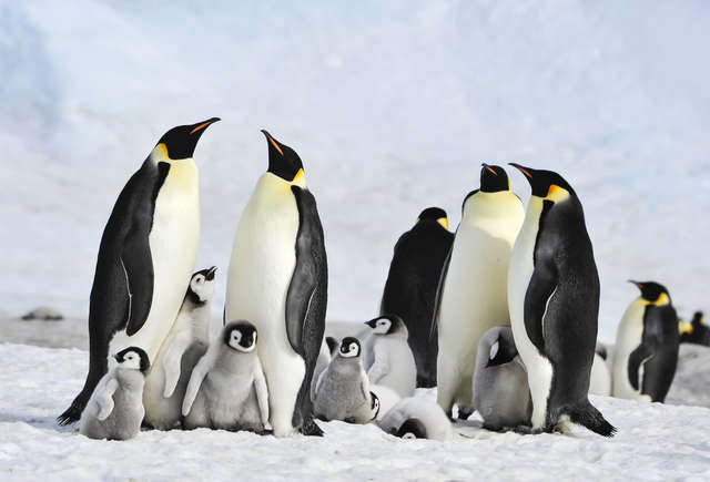 One Of The World’s Largest Penguin Colonies Has Officially Disappeared