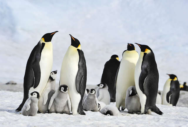 One Of The World’s Largest Penguin Colonies Has Officially Disappeared - Arm The Animals Clothing LLC