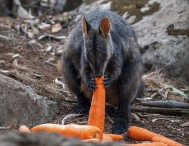 Operation Vegetable Drop in Australia - Arm The Animals Clothing LLC