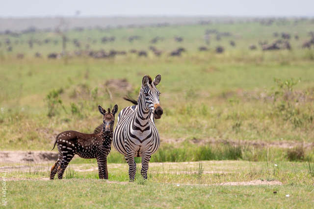 People Are So Excited About This Polka-Dotted Zebra Baby