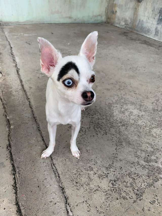 People Just Can't Get Enough Of This Adorably Unique-Looking Dog