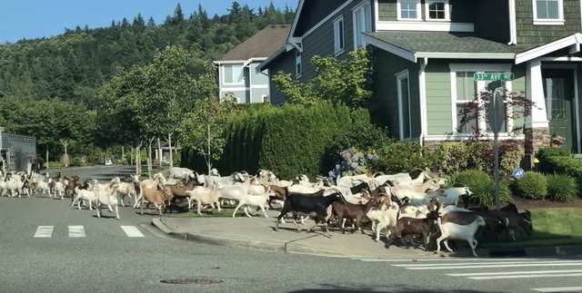People Shocked To See Hundreds Of Goats Stampeding Through Their Neighborhood