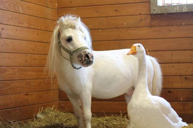 Rescued Goose And Mini Horse Refuse To Be Separated From Each Other