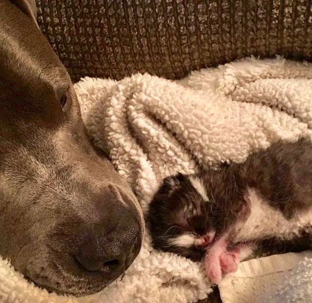 Rescued Pit Bull Convinces His Mom To Adopt Their Foster Kitten