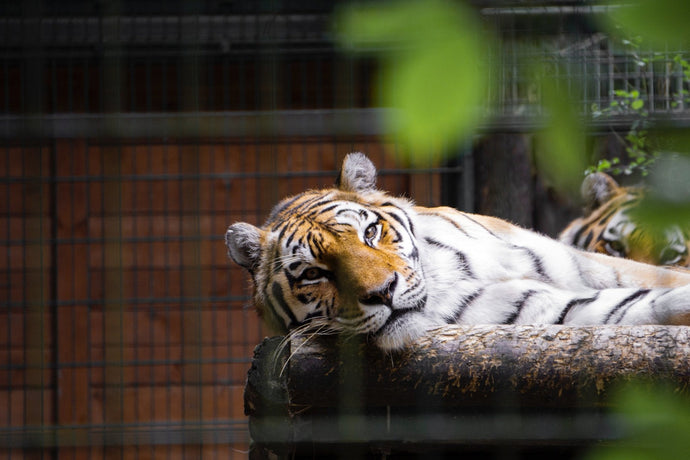 Roadside Tiger Petting Zoo Facilities Are Advertised As Tiger Sanctuaries