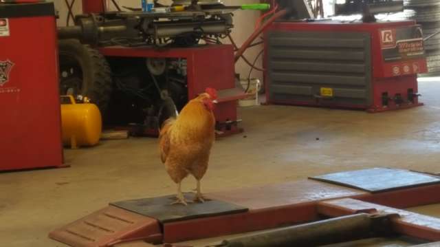 Rooster Shows Up At Auto Shop And Decides He Now Works There - Arm The Animals Clothing LLC