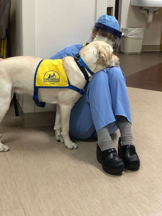Service Dog Comforts The Hospital Workers Who Need Her The Most