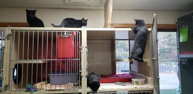 Shelter Camera Catches 4 Kittens Making An Adorable Escape