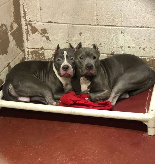 Shelter Overflowing With Dogs Has No Space Left