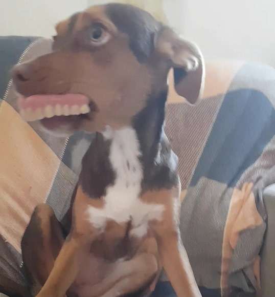 Sneaky Dog Can't Help But Smile As Grandma Searches For Her 'Lost' Dentures - Arm The Animals Clothing LLC
