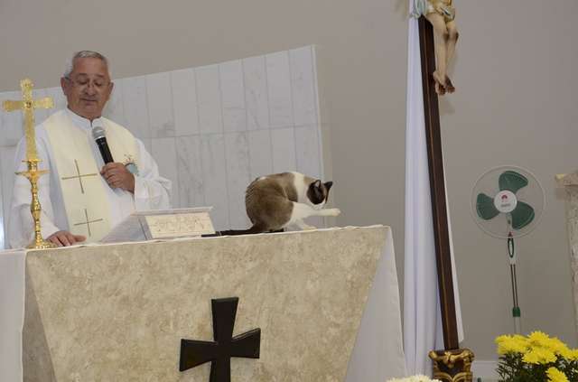 Stray Cat Moves Into Church And Humbly Accepts The Worshippers’ Praise