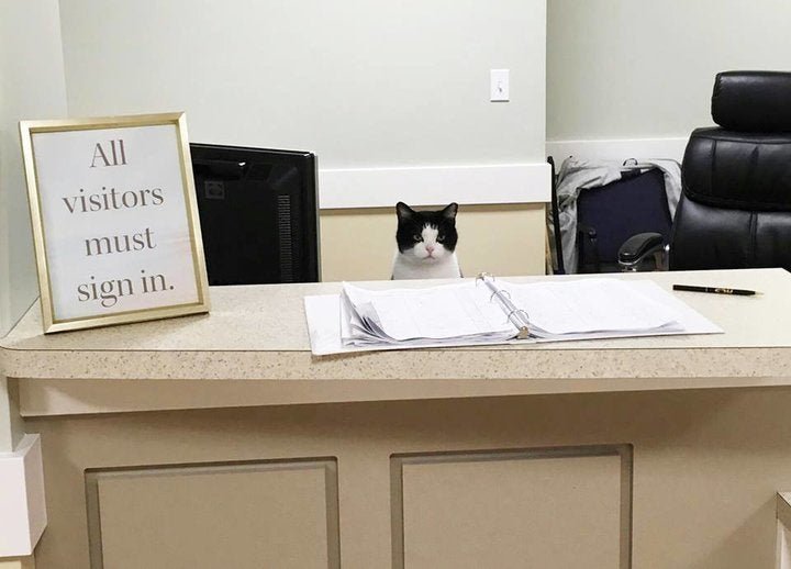 Stray Cat Wanders Into Nursing Home, Gets Permanent Job Offer - Arm The Animals Clothing LLC