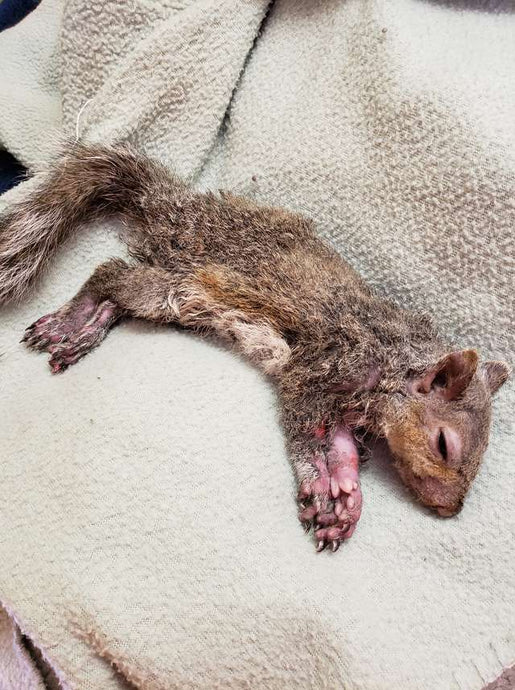 Teens Drop Everything To Help 'Frozen' Squirrel