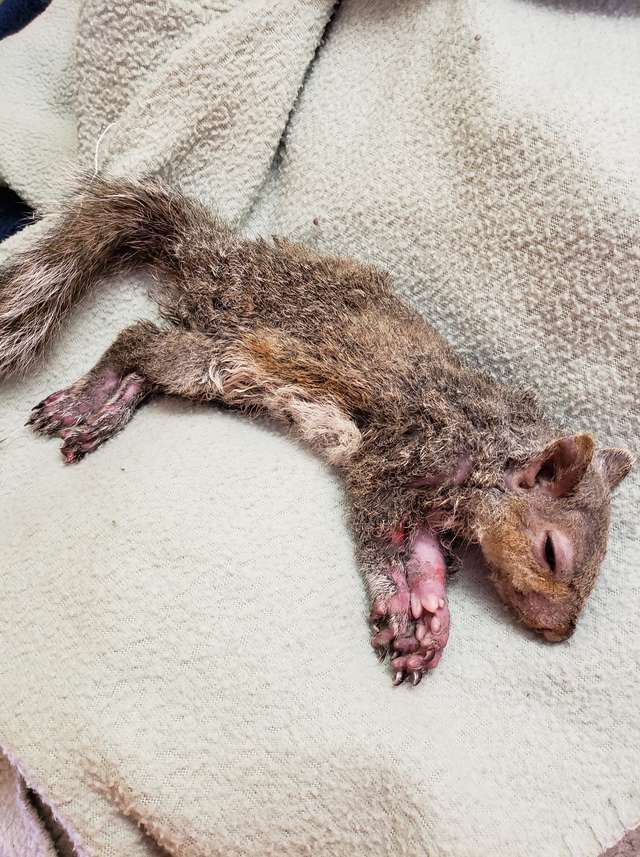 Teens Drop Everything To Help 'Frozen' Squirrel - Arm The Animals Clothing LLC
