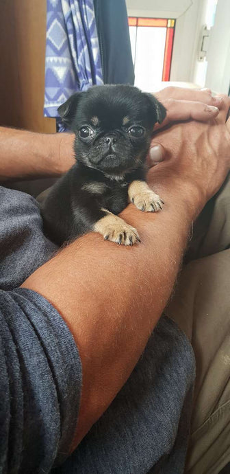 Teeny-Tiny Puppy Found Thrown Away In Plastic Bag On The Ground