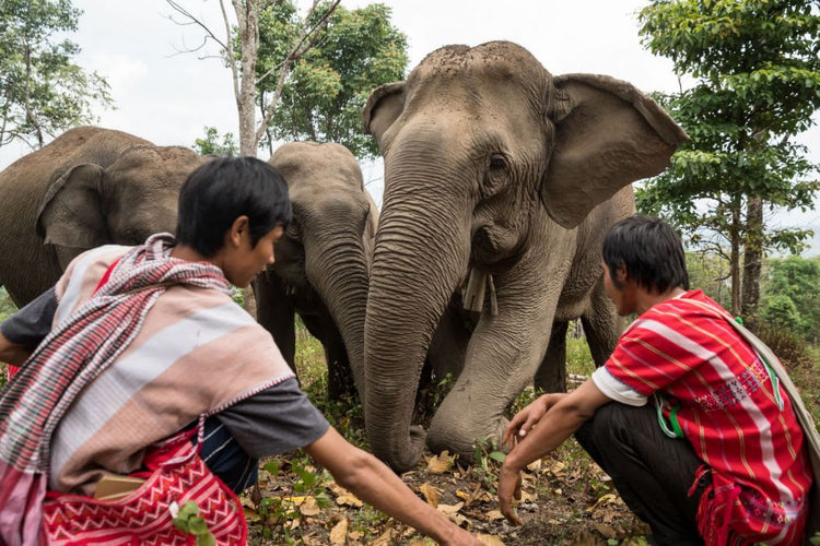 There are no winners in the elephant tourism industry - Arm The Animals Clothing LLC