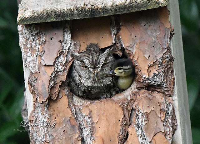 Unlikely 'Mom' Watches Over Duck Egg Until He Safely Hatches
