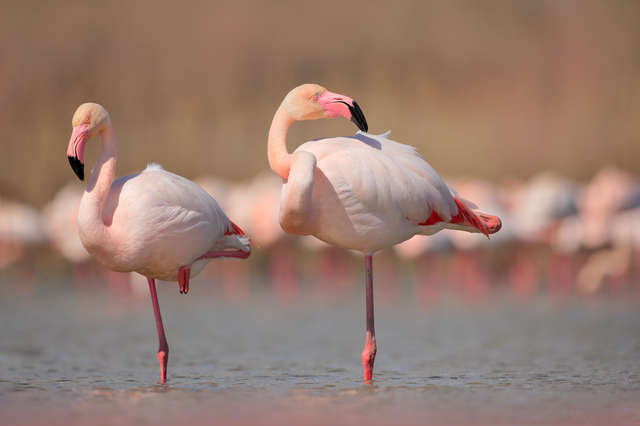 Watch This Adorable Baby Flamingo Learn To Stand On One Leg