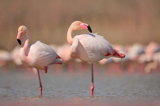 Watch This Adorable Baby Flamingo Learn To Stand On One Leg - Arm The Animals Clothing LLC