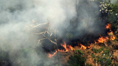 What the Amazon rainforest fires mean for animals?