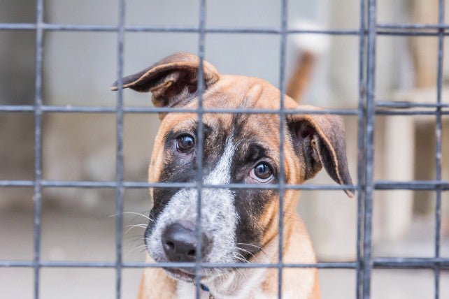 Why more adoptable NYC pets may be euthanized amid coronavirus - Arm The Animals Clothing LLC