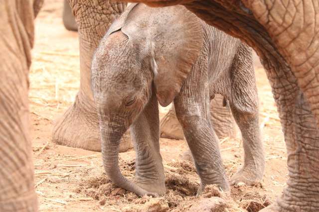 Wild Elephant Brings Her Newborn To Meet The People Who Saved Her
