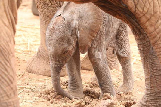 Wild Elephant Brings Her Newborn To Meet The People Who Saved Her - Arm The Animals Clothing LLC