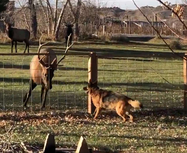 Wild Elk Has Come To Visit His Dog Friend For Years