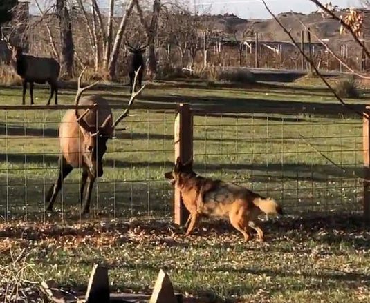 Wild Elk Has Come To Visit His Dog Friend For Years - Arm The Animals Clothing LLC
