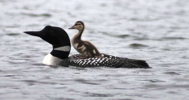 Wild Loons Lose Their Baby, So They Adopt An Orphaned Duckling