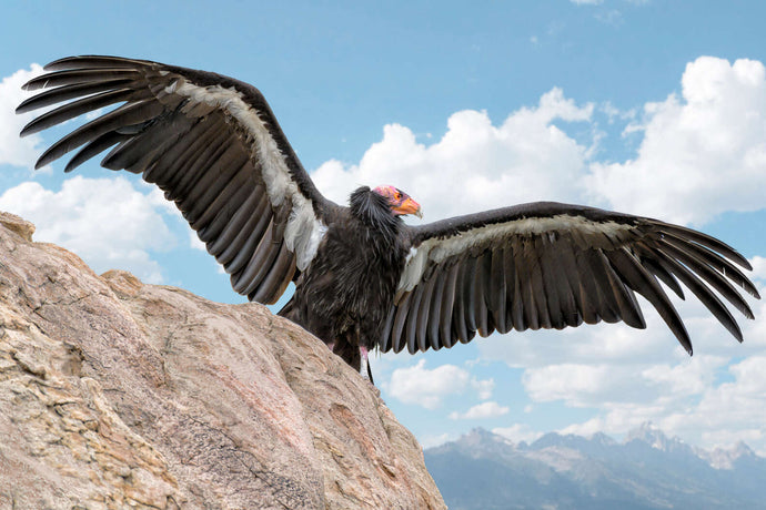 Woman Can't Believe Rare Birds Are Invading Her Lawn — Then She Realizes What They're There For