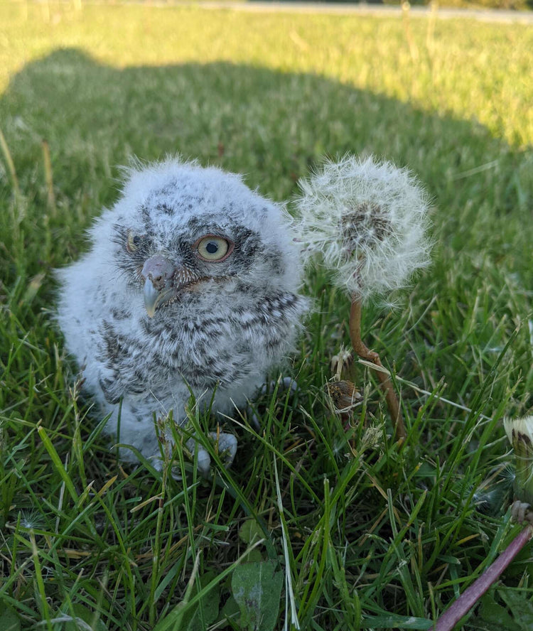 Woman Finds A Tiny Owlet And Has The Ultimate Disney Moment - Arm The Animals Clothing LLC