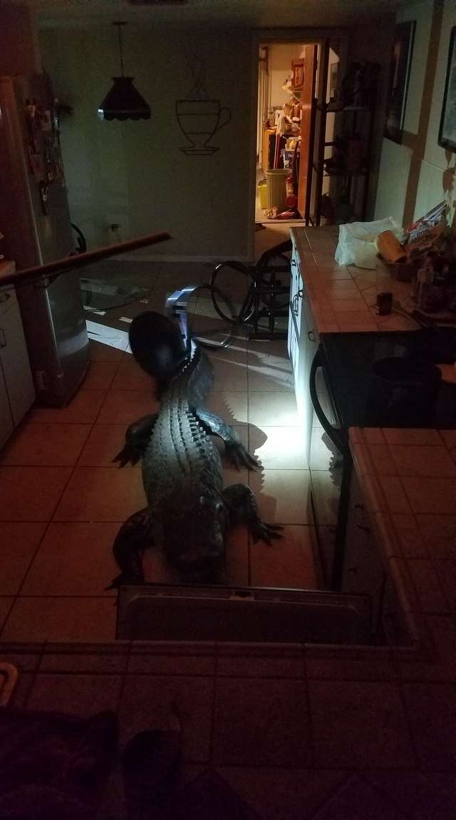 Woman Finds Unexpected Visitor Hanging Out In Her Home - Arm The Animals Clothing LLC