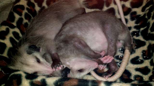 Woman Sets Up Cozy Little Home For Opossum To Spend The Winter In - Arm The Animals Clothing LLC