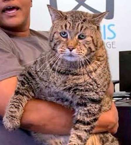 World's Chonkiest Cat Is Looking For Someone To Love Him - Arm The Animals Clothing LLC