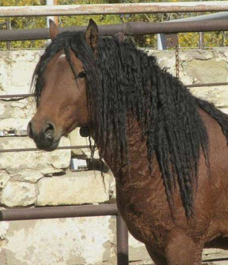 Yes, These Magical Curly-Haired Horses Actually Exist - Arm The Animals Clothing LLC