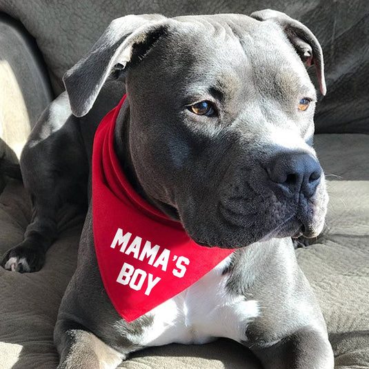 Mama's Boy Dog Collar